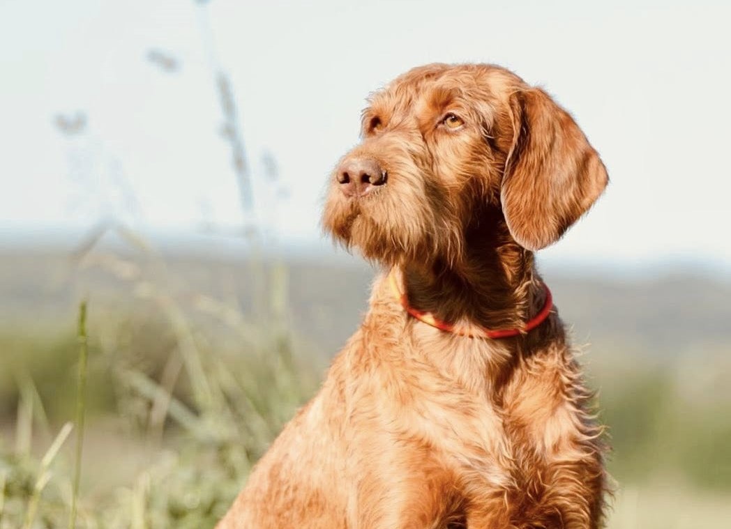 „Ilyen kegyetlenséget egyetlen élőlény sem érdemel” – Husánggal törte szilánkosra László díjnyertes, öreg kutyájának koponyáját egy túrázó férfi