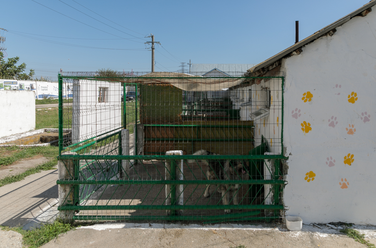 „Îi oferi o viață, iar când crește, îl arunci pe stradă. Ăsta este egoism”. Patru studenți din Turcia au grijă de câinii abandonați din București