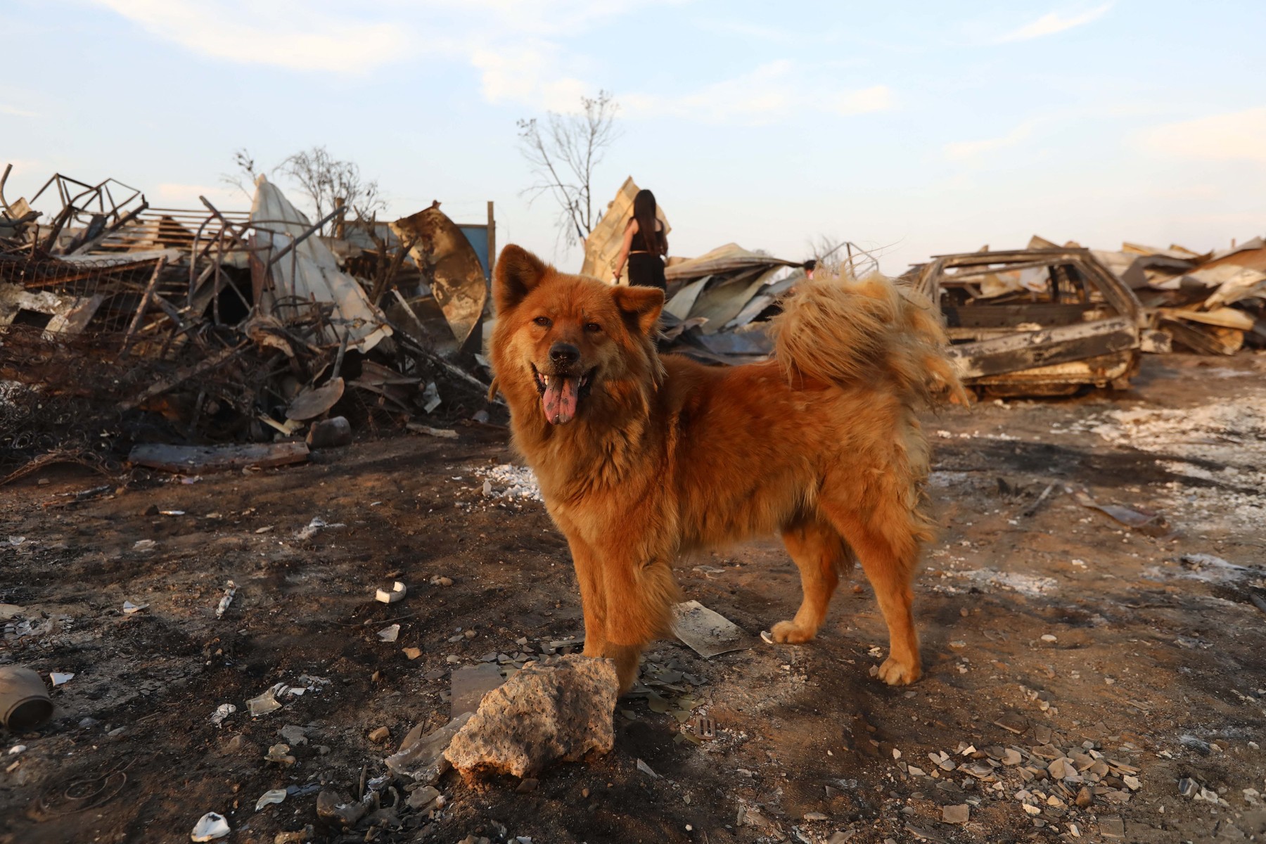 Animalele de companie, victime lăsate în urmă după incendiile din Chile, pe care veterinarii încearcă să-i salveze. „E o tragedie mult mai mare”
