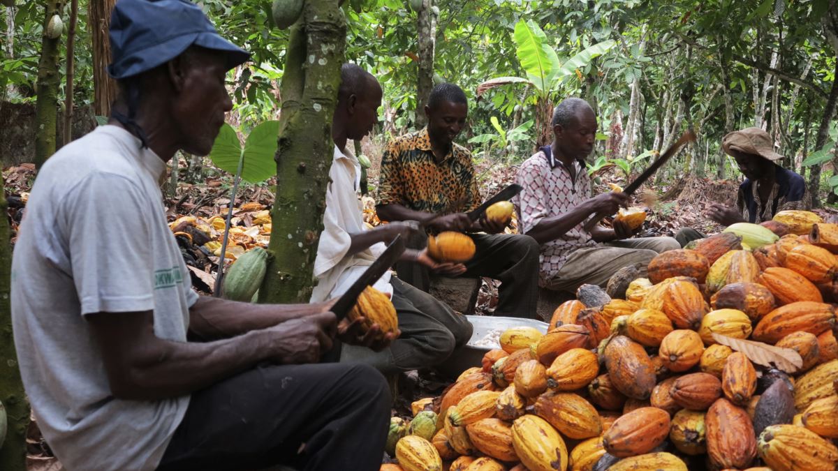 The new cocoa farm gate price is an insult – Ghanaian cocoa farmers fume at govt
