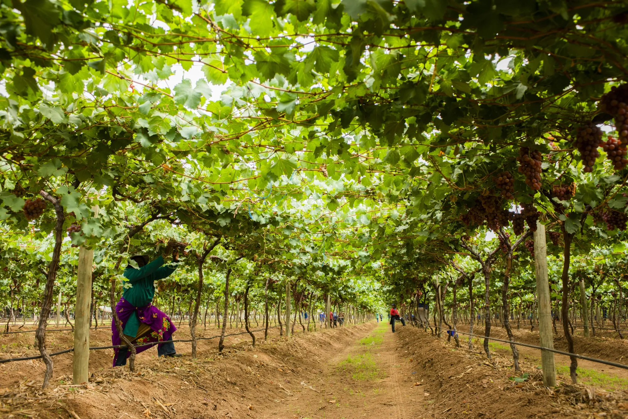 South Africa ranked among 30 countries that feed the world