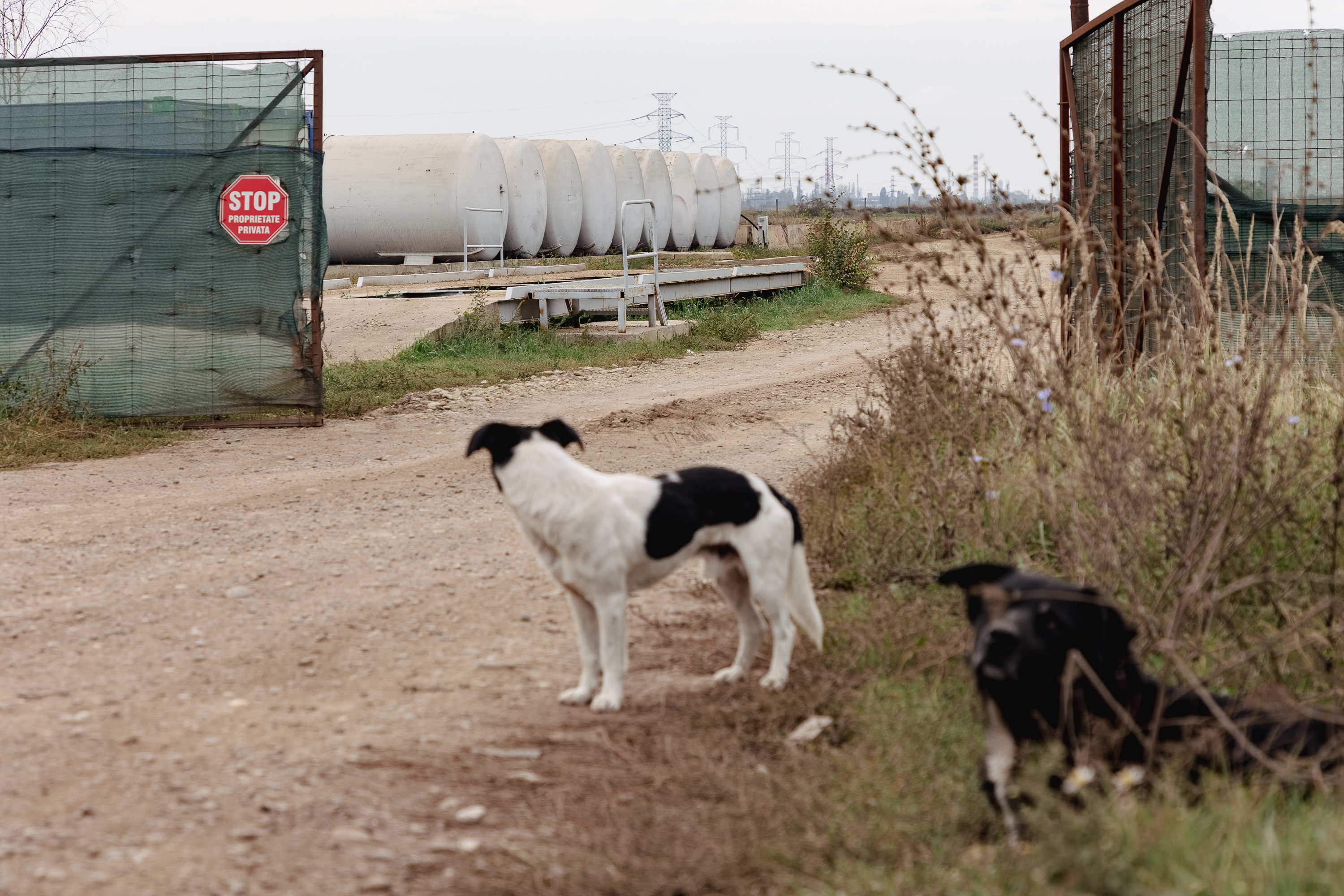 Cernobîlul de la Valea Călugărească, Prahova. Autoritățile și-au dat acordul pentru un mare depozit de gunoi lângă munții de deșeuri industriale. „Roșia Montană se mută la noi!”