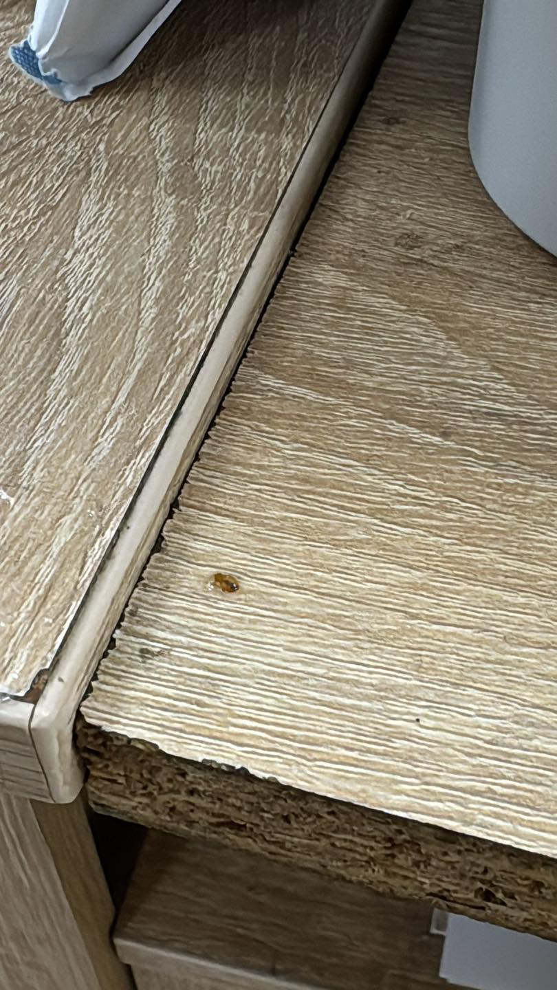 Școala de poliție din Câmpina cheltuie un milion de euro pentru a scăpa de ploșnițe. Insecta „cucerește” pe rând instituții de stat, iar funcționarii trăiesc un coșmar acasă