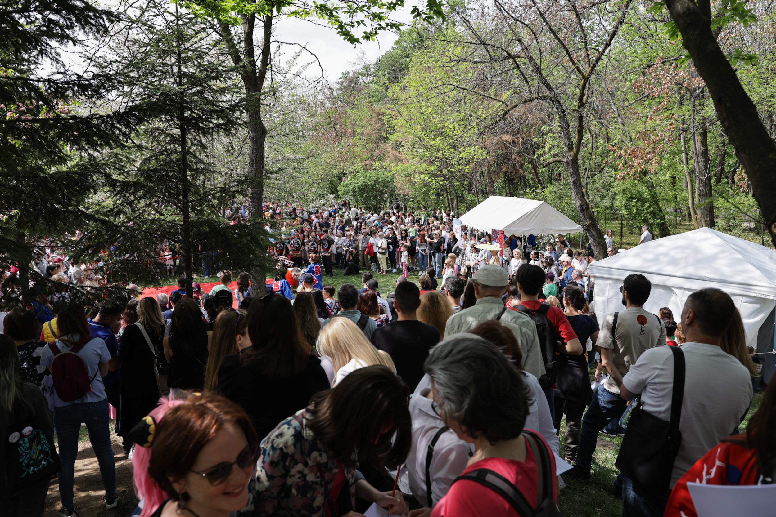 FOTO. Au înflorit cireșii în Grădina Japoneză din Parcul Herăstrău. Sute de persoane au asistat la „Festivalul Florilor de Cireș”