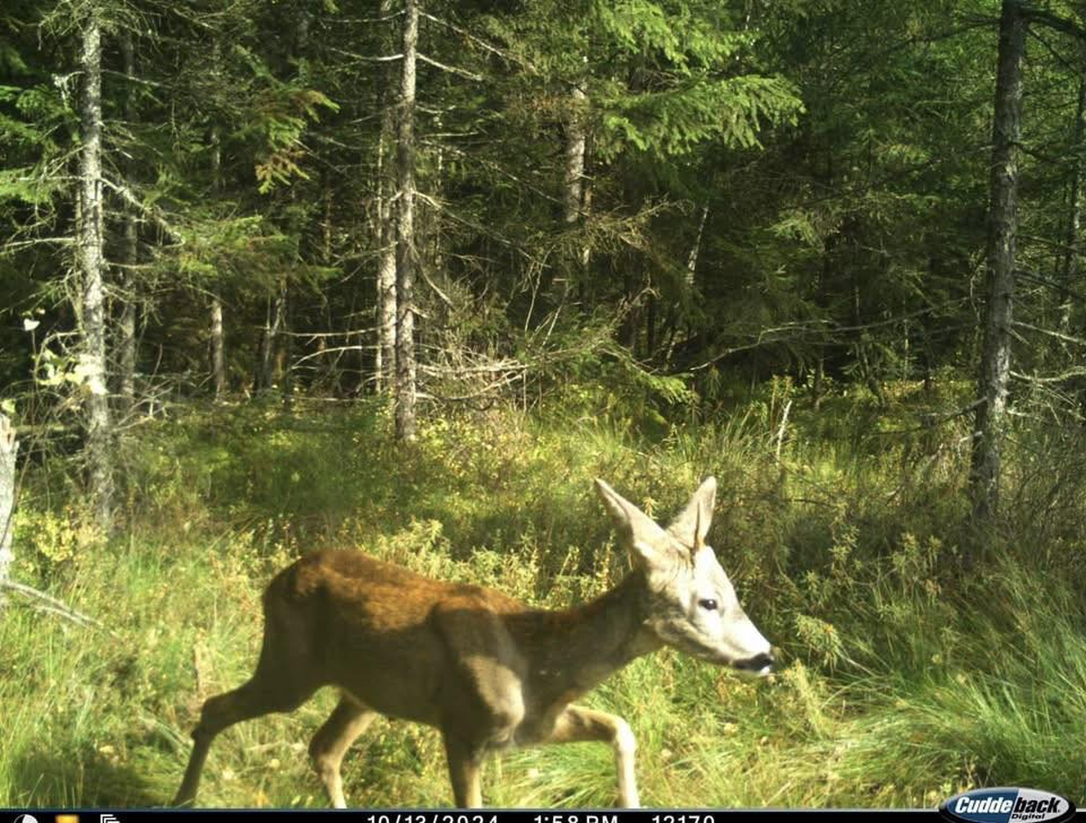 Un „unicorn carpatin” a fost fotografiat într-un parc natural din Ucraina: „Este un motiv pentru a nu crede în miracole?”