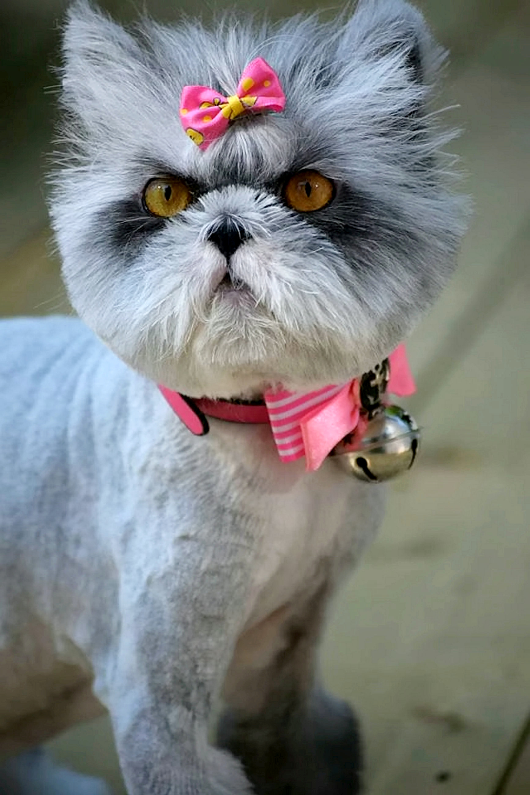 Pisică sau cățel? Ce crezi că este animalul din imagine | FOTO