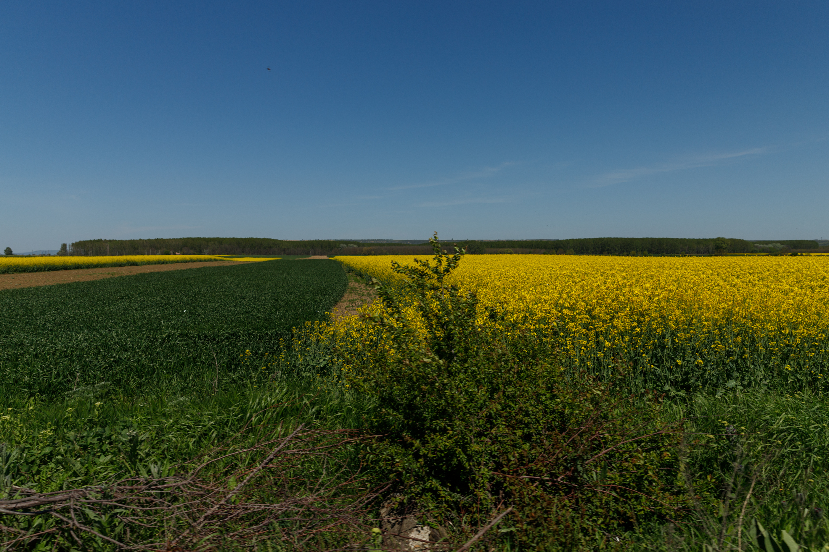 REPORTAJ. Care este noul pol al secetei din România unde zeci de fermieri se declară în faliment. Declarațiile oamenilor din generația nouă de agricultori 