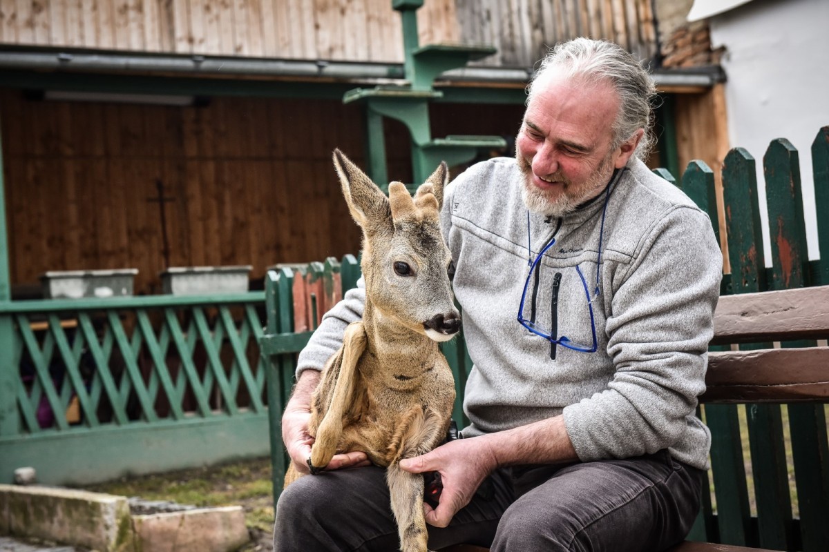 O căprioară crescută în centrul Sibiului în ultimele 10 luni va fi eliberată în natură GALERIE FOTO