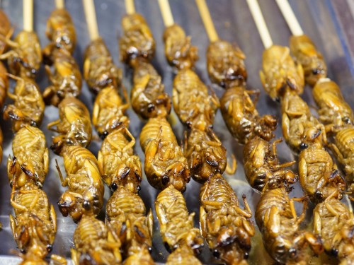 Edible insects and their surprising benefits