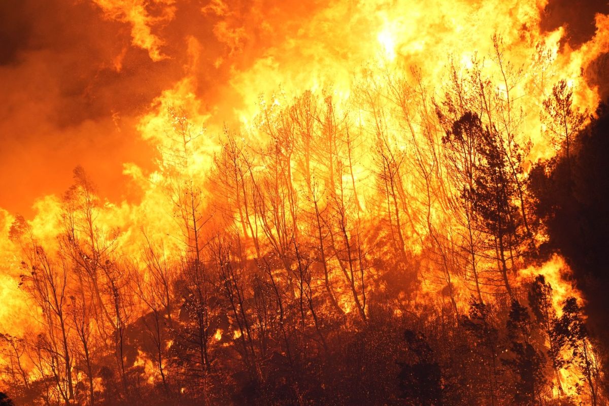 Un incendiu de pădure s-a extins până în zonele rezidențiale din orașul turc Izmir. Oameni evacuați din mai multe cartiere