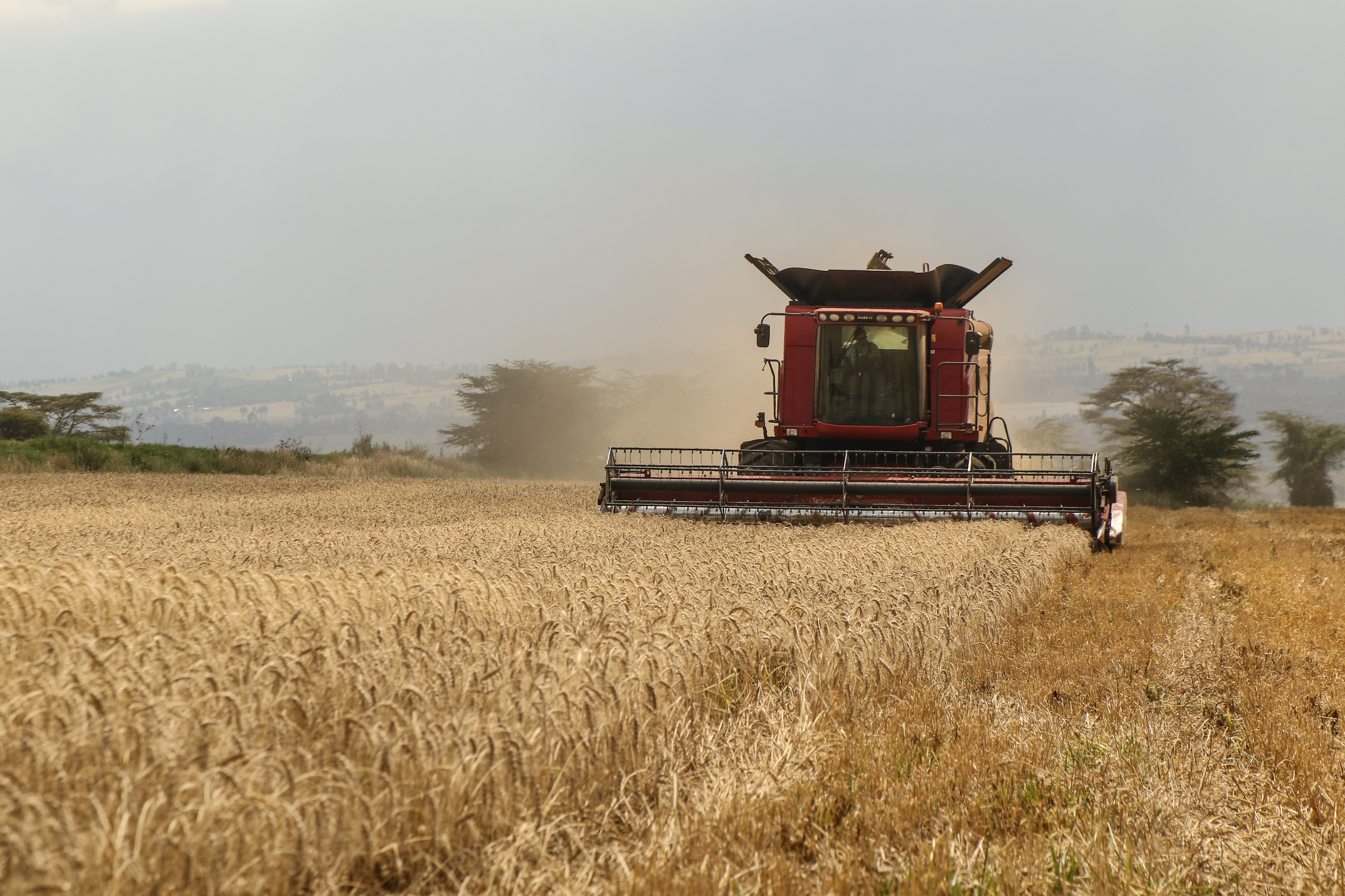 A combine harvester cuts a field of wheat on a farm. Ghana is looking to process more of its wheat locally as imports surge and prices remain volatile. (Photo by James Wakibia/SOPA Images/LightRocket via Getty Images)