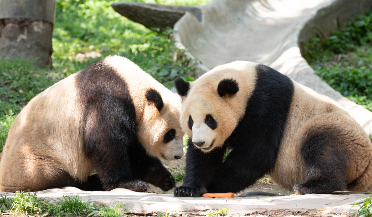 Cei doi urși panda Ping Ping și Fu Shuang, oferiți de Xi Jinping lui Donald Trump