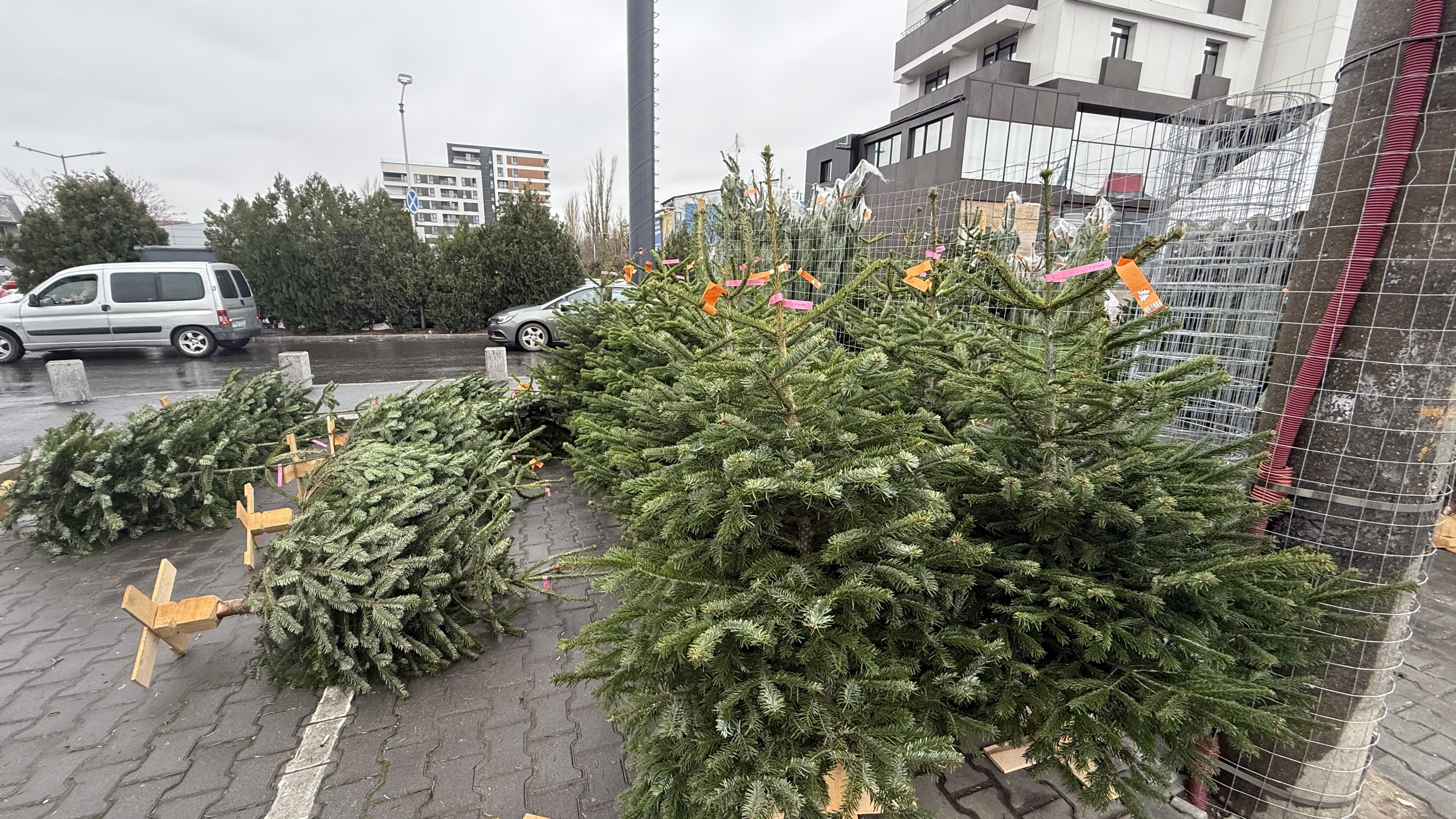 Brazii de Crăciun din Danemarca au invadat piețele din București. Cât costă anul acesta?