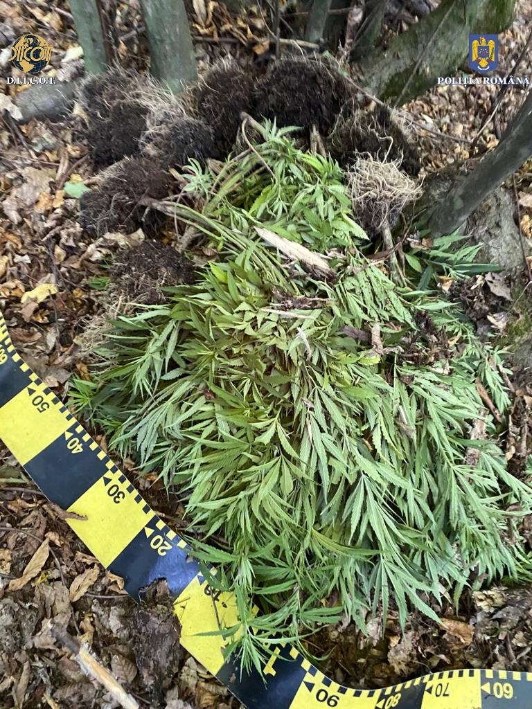 Cultură de cannabis, găsită la Satu Mare. Trei persoane, reținute de DIICOT