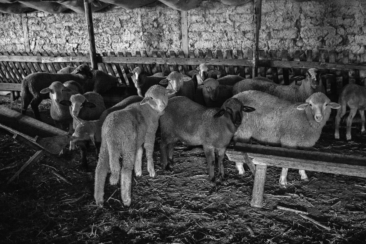 Povestea oierului care și-a chemat fiii din Anglia să-l ajute pentru mieii de Paște: ”O să tăiem și oile ca să nu moară de foame”
