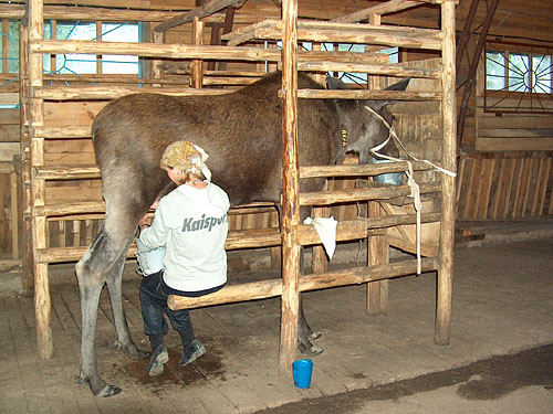 7 exotic animal milk you didn\'t know people could drink