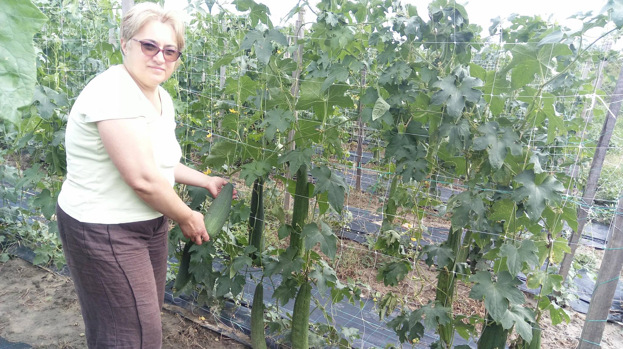 FOTO | O româncă și-a făcut o afacere inedită. Cultivă mii de bureți lufa