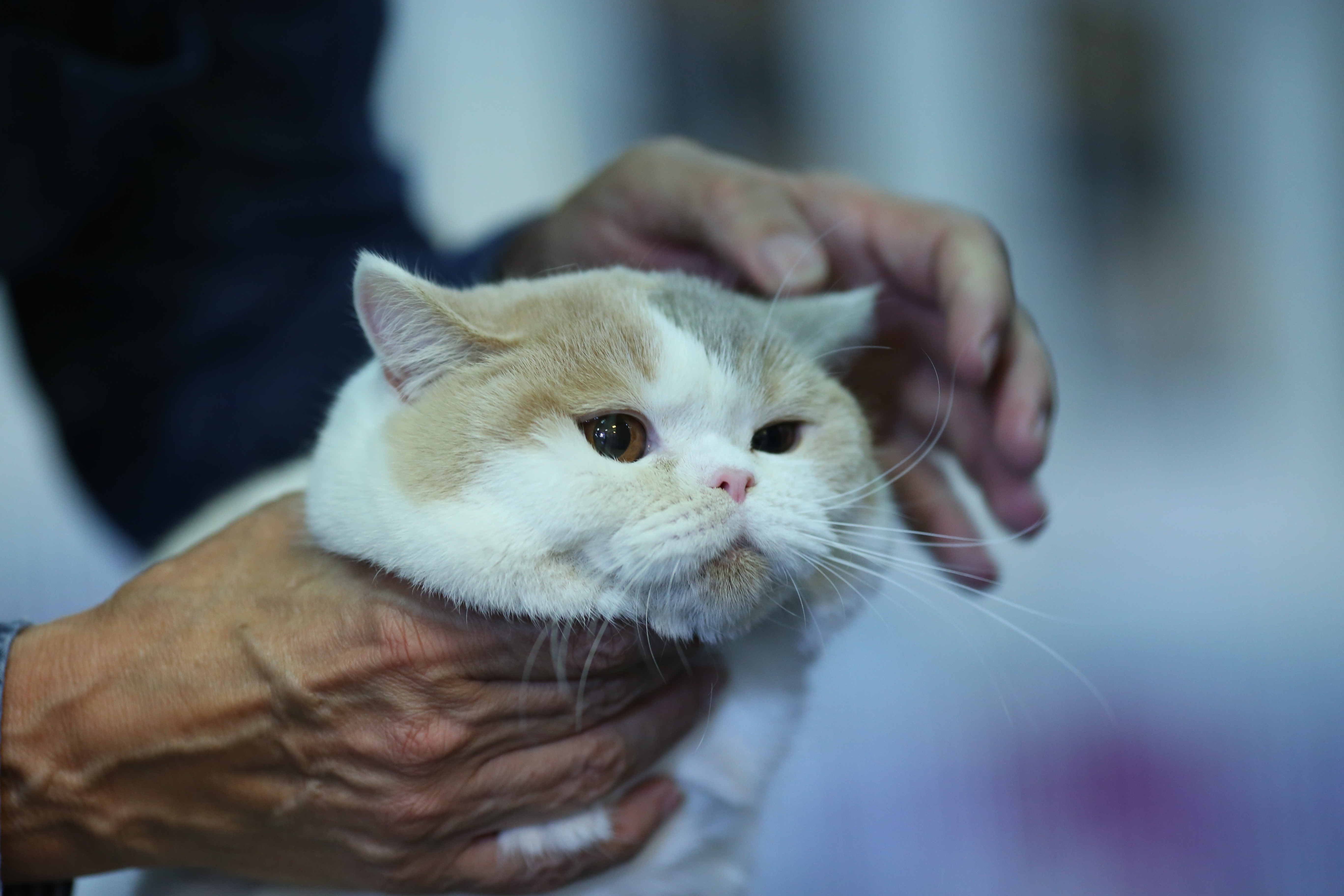 FOTO EXCLUSIV/ Expoziție de feline la Romexpo. Peste 250 de pisici de rasă din toată lumea vor putea fi admirate în acest weekend