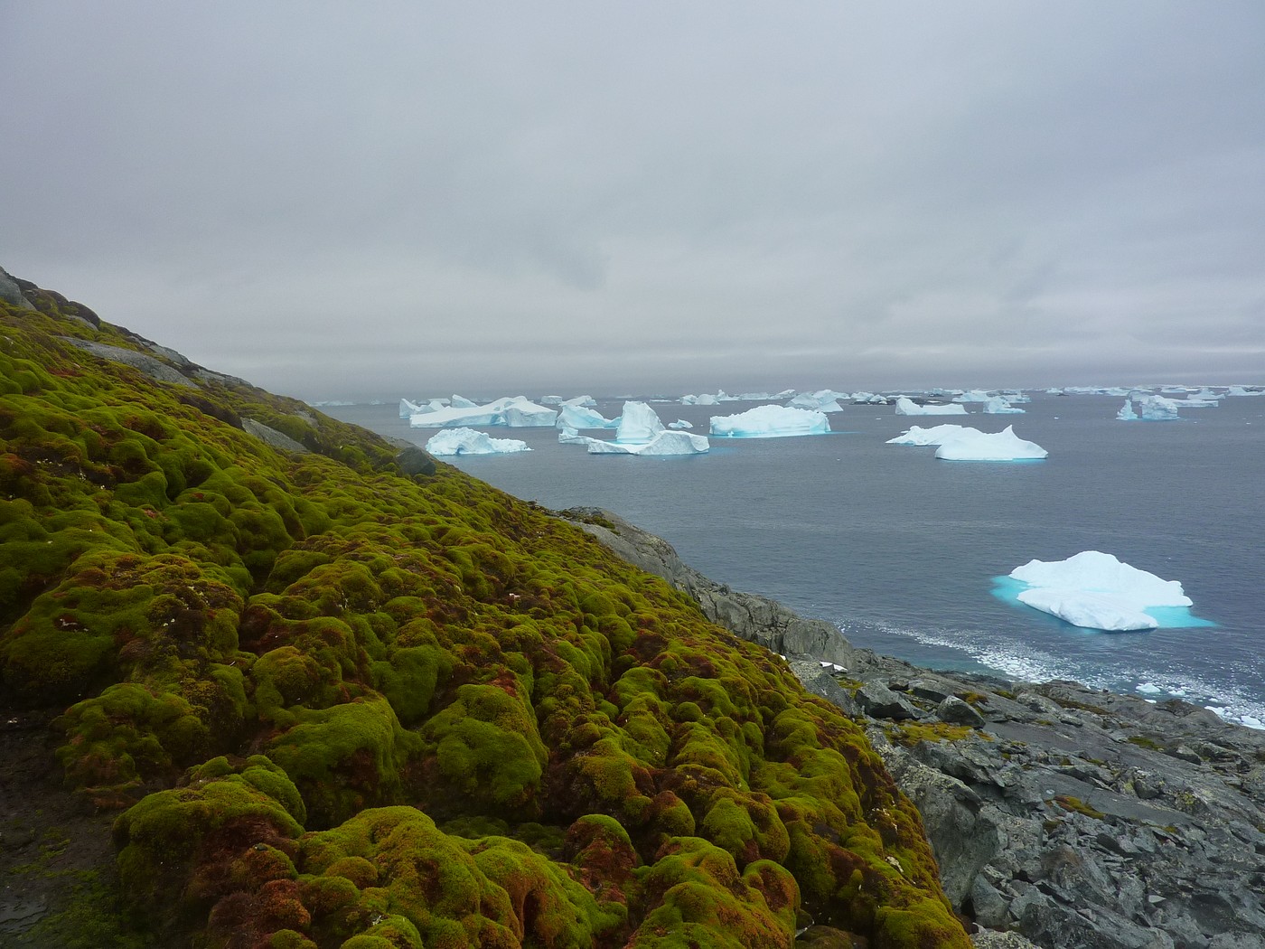 Imagini din Antarctica unde ghețarii se topesc într-un ritm alarmant, iar unele zone au înverzit: „Influența schimbărilor climatice nu are limite”