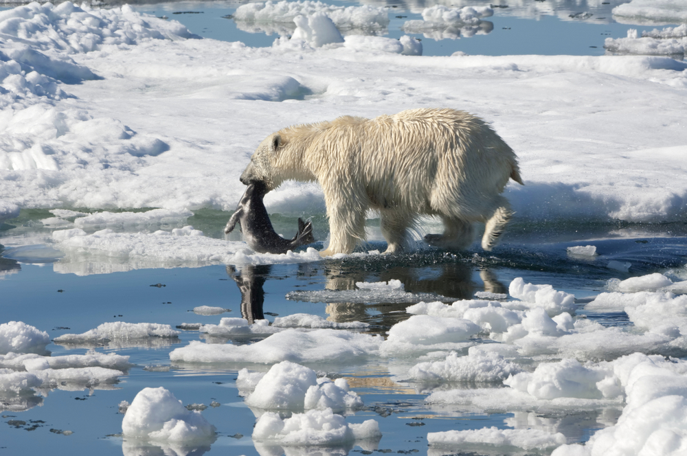 Curiozități despre ursul polar