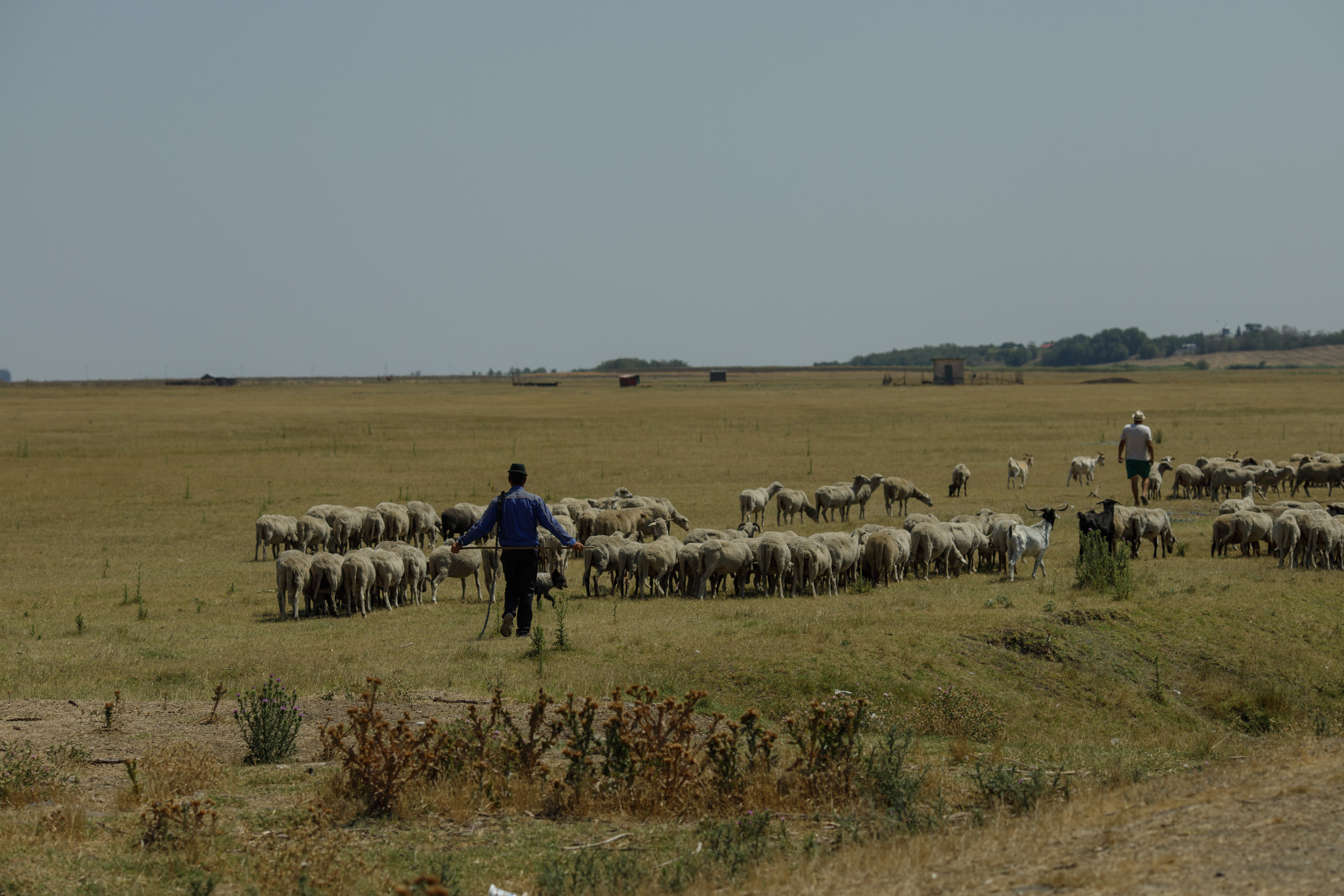 FOTOREPORTAJ Cum arată seceta într-o comună cu finanţări de jumătate de milion de euro pentru agricultori: după subvenţii, deşertul