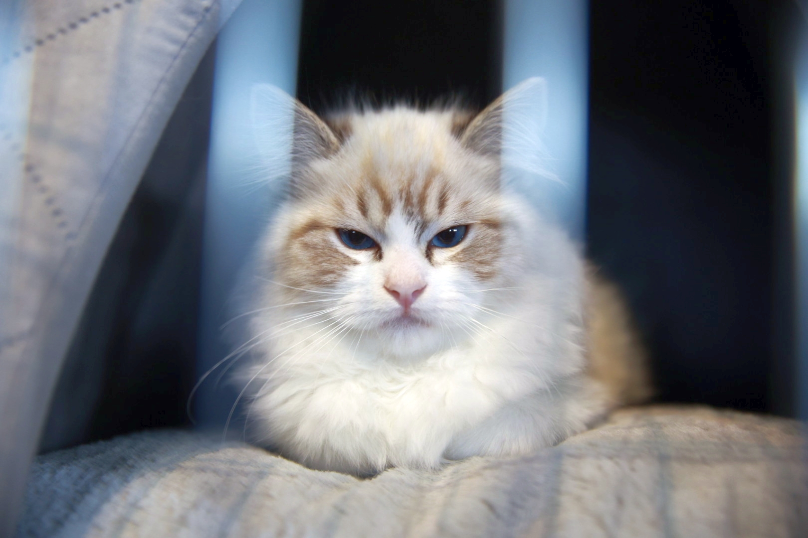 Libertatea a mers la Campionatul Mondial Felin. Bucureștiul, capitala mondială a pisicilor: peste 750 de feline din întreaga lume au strălucit la Romexpo