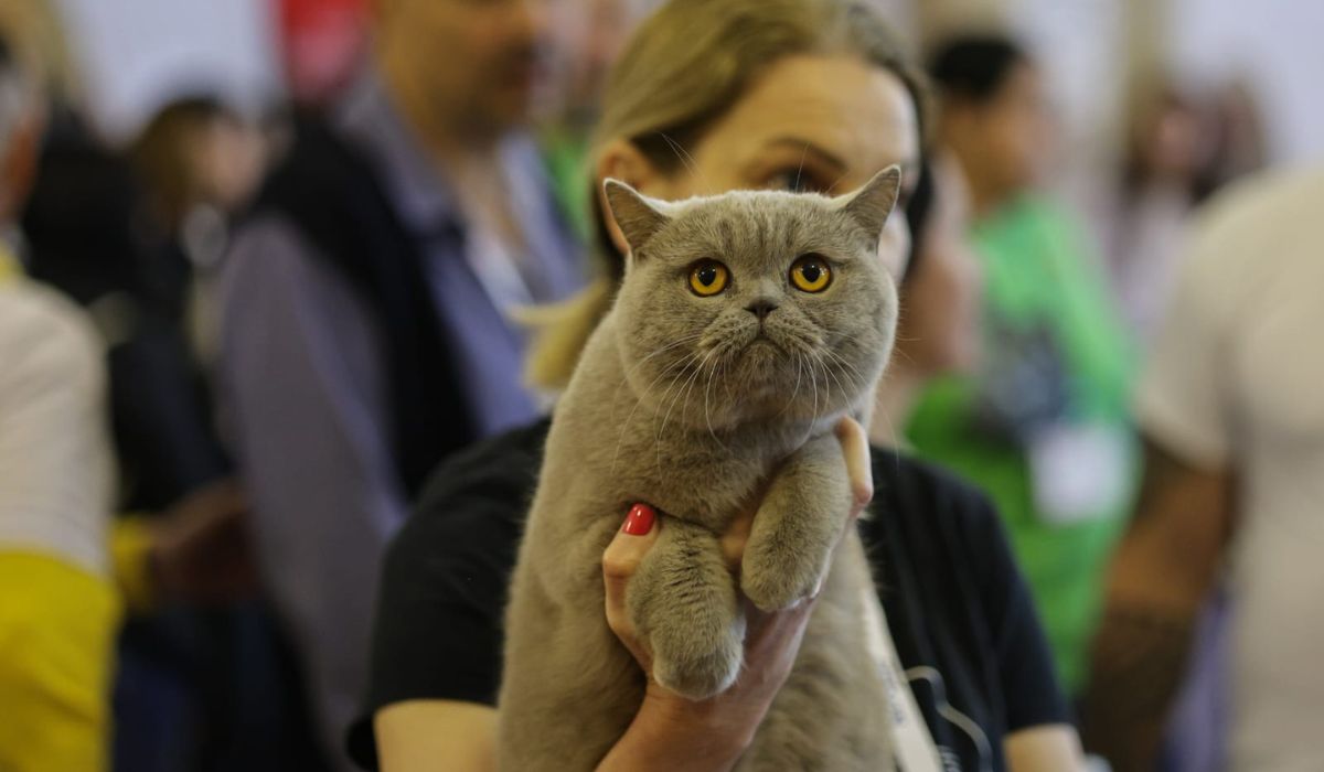 Expoziție de pisici la București: O nouă rasă de pisici va fi prezentată, în premieră, în România la evenimentul dedicat felinelor