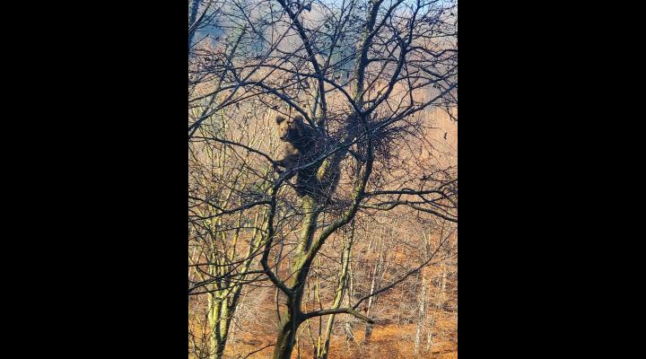 Ursul care s-a suit într-un copac din cimitirul din Azuga, lăsat să coboare după 6 ore. Autoritățile au securizat zona