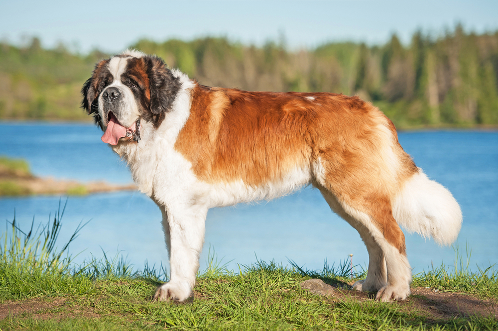 Saint Bernard - ce temperament și personalitate are cel mai iubit câine din lumea întreagă