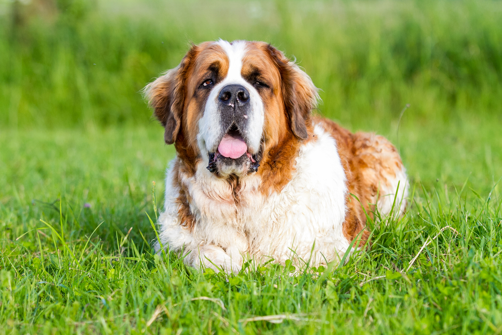 Saint Bernard - ce temperament și personalitate are cel mai iubit câine din lumea întreagă