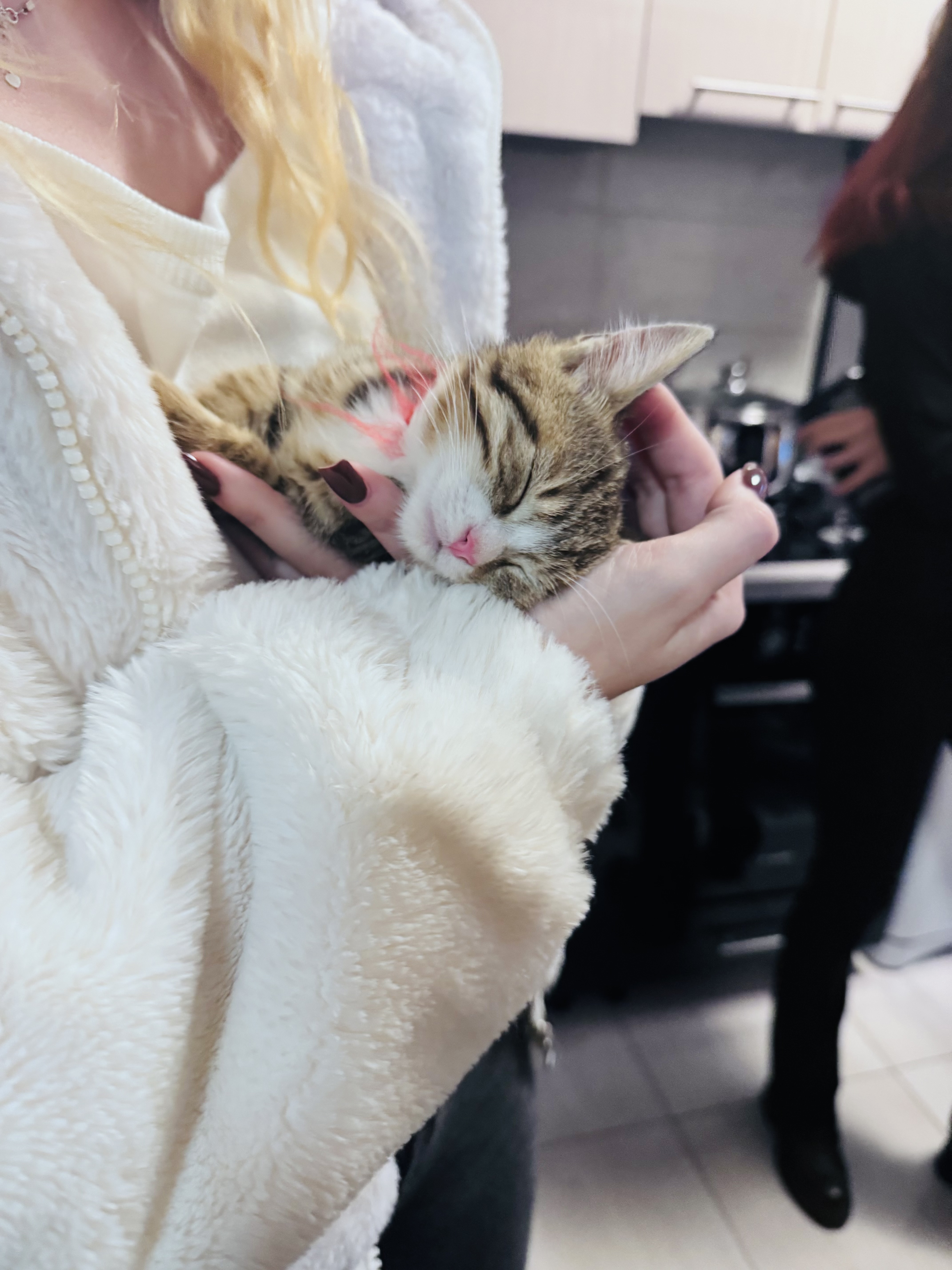 Casa de avocatură transformată în târg de adopție pentru pisici. Povestea pisicilor Aristo și Crat. Marius Todeancă, avocat: „Responsabilitatea față de animale este un semn de civilizație, nu un hobby”