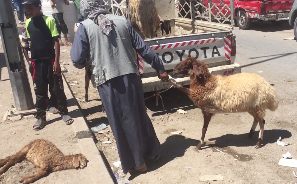 România ar putea înlocui exportul de animale vii cu carne congelată. Cum decurg negocierile