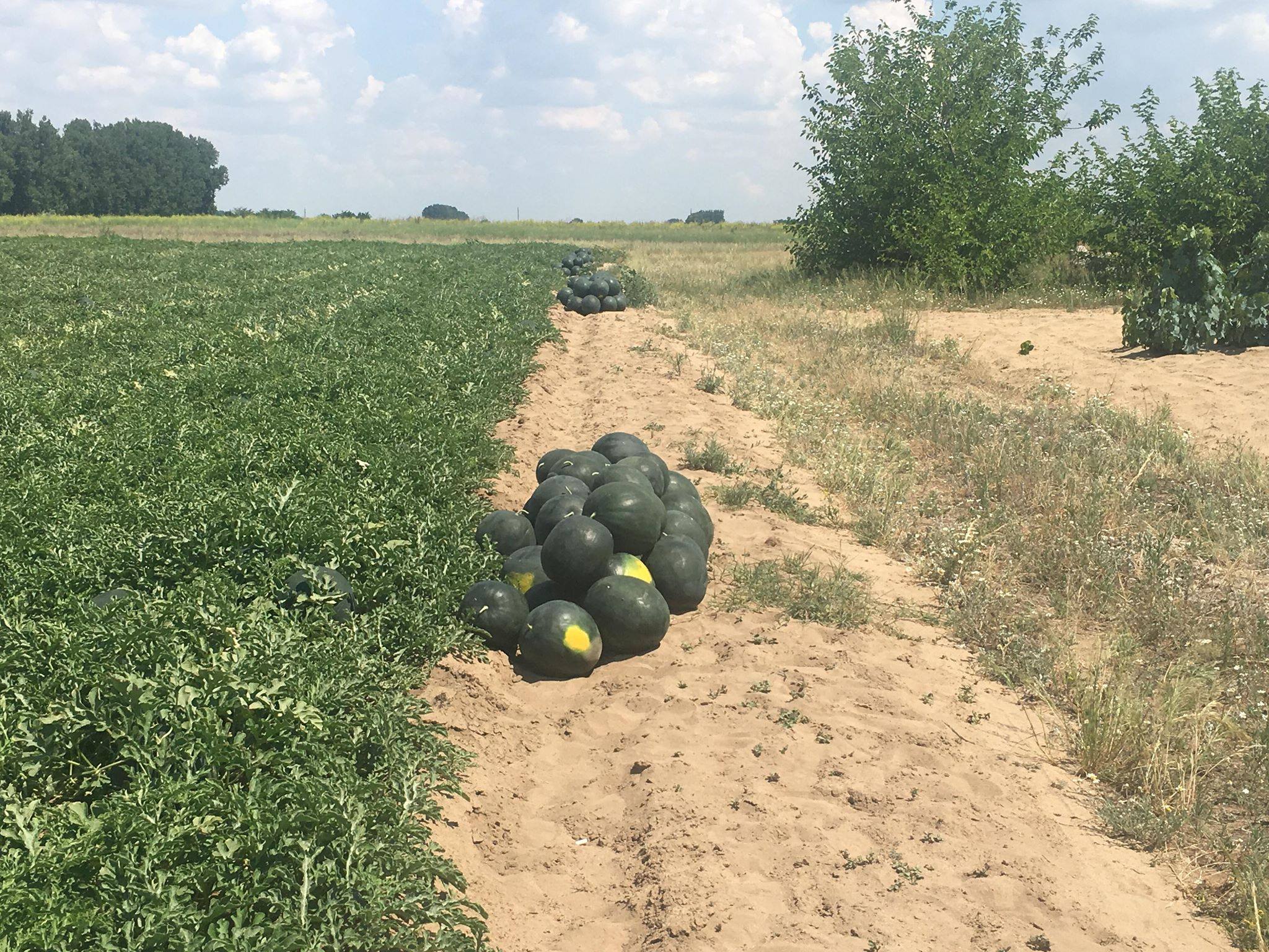REPORTAJ/ S-a copt lubenița! Dulcele de Dăbuleni va ajunge pe mesele suedezilor. Pe piața românescă n-au fost cerințe! / FOTO