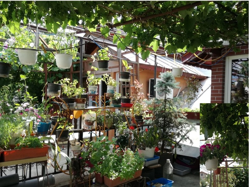 Primăria Capitalei a anunţat câştigătorii Concursului ”Cea mai frumoasă faţadă” GALERIE FOTO