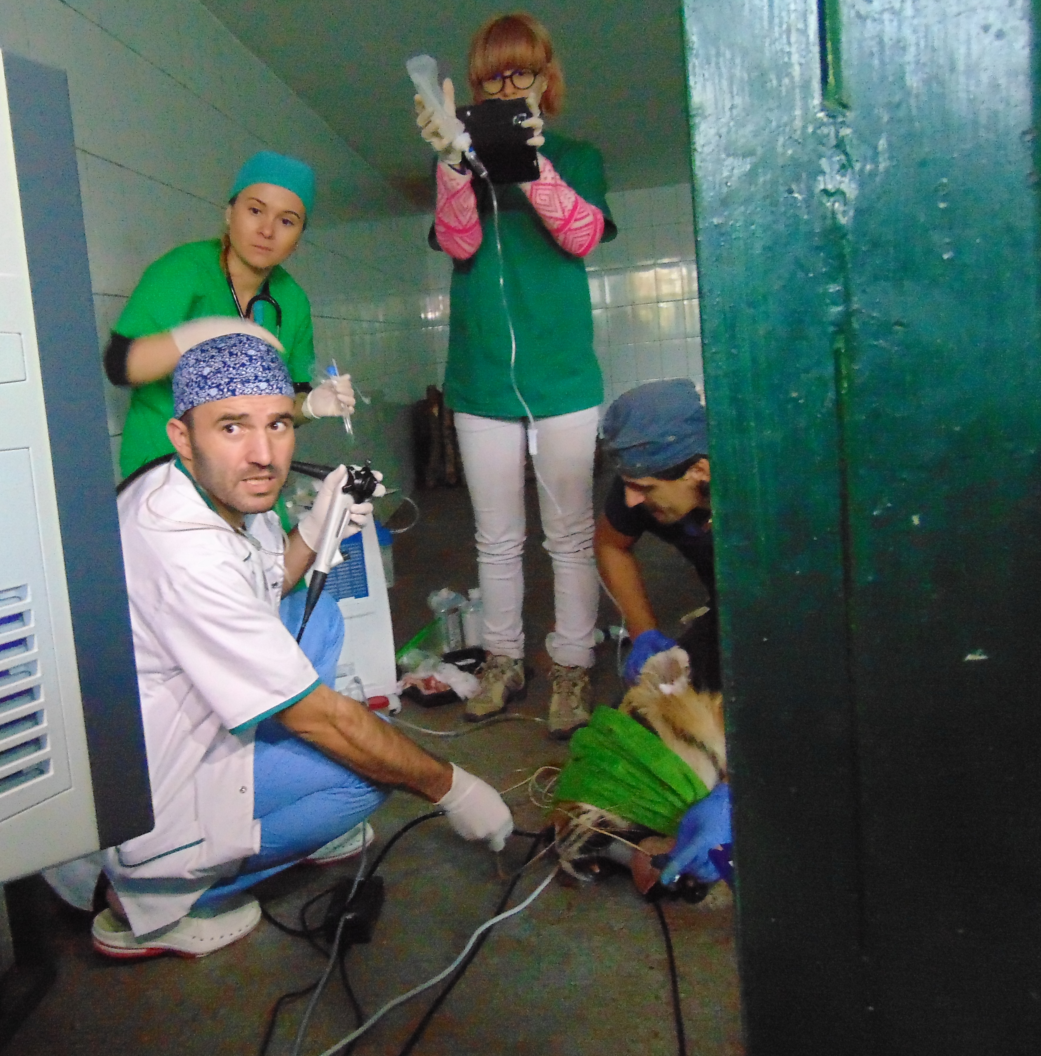Premieră medicală la ZOO Galaţi! Tigrul a fost investigat chiar în cușcă! Desfășurare impresionantă de forțe GALERIE FOTO