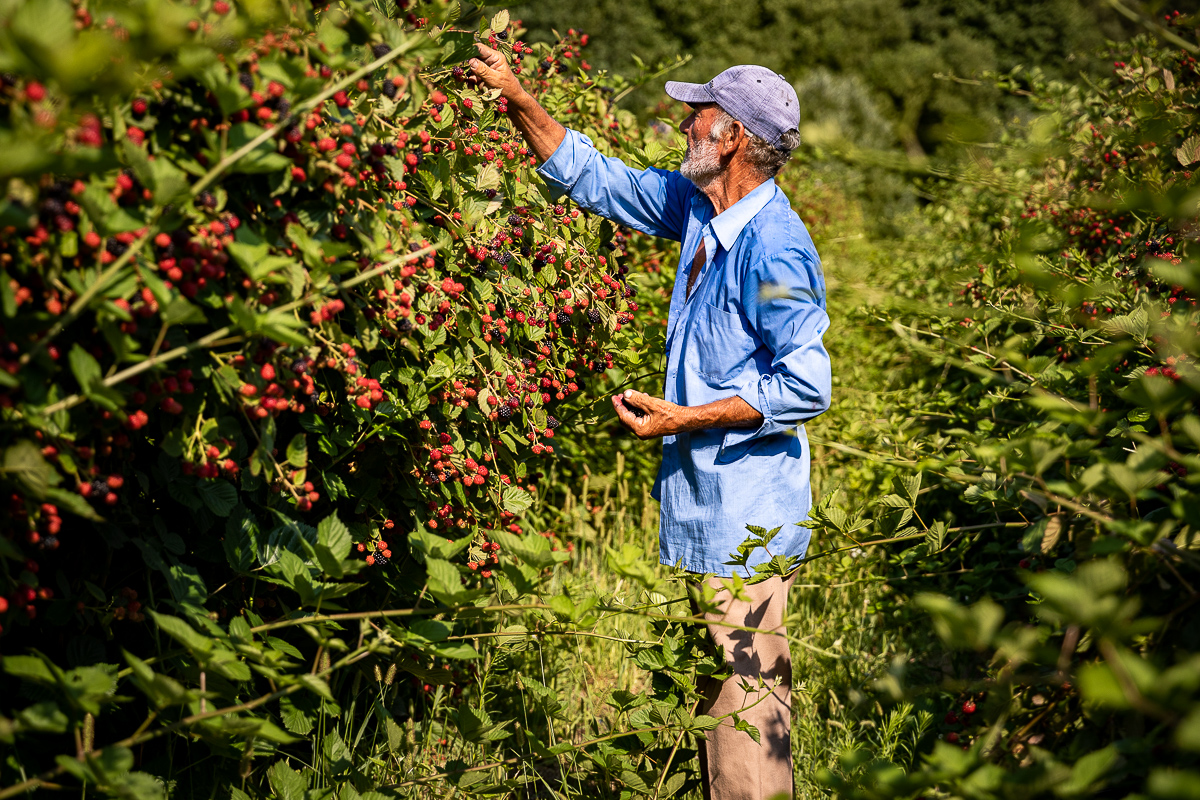 Trei generații au pus pe picioare o plantație de fructe de pădure în Gorj. Nepotul a dezvoltat afacerea, părinții au pus banii, bunica Mărioara coordonează muncitorii