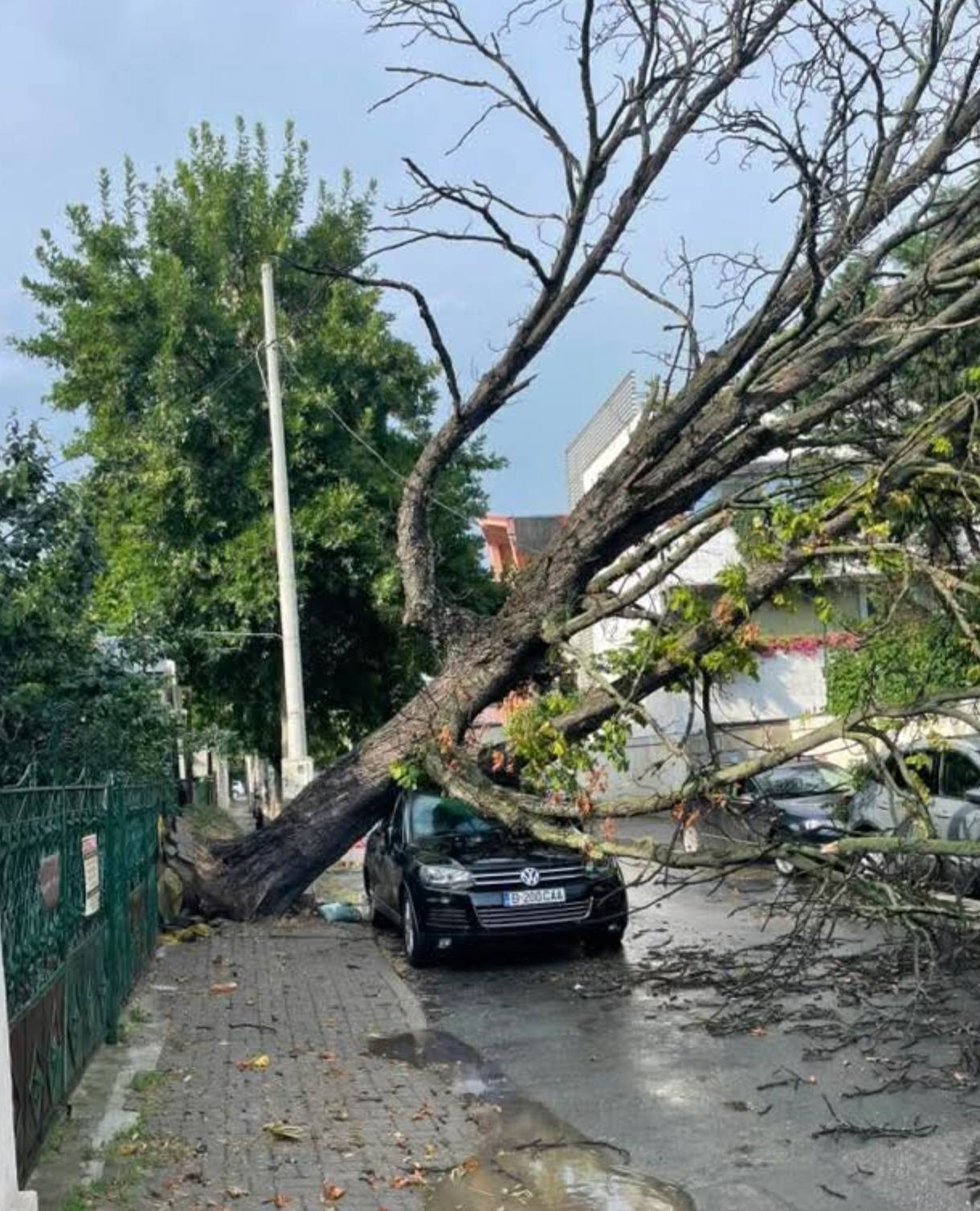 Urmările vijeliei care a făcut prăpăd în București și pe autostrada A1: o femeie a murit în Otopeni, mașini distruse de copaci, trafic îngreunat pe A1