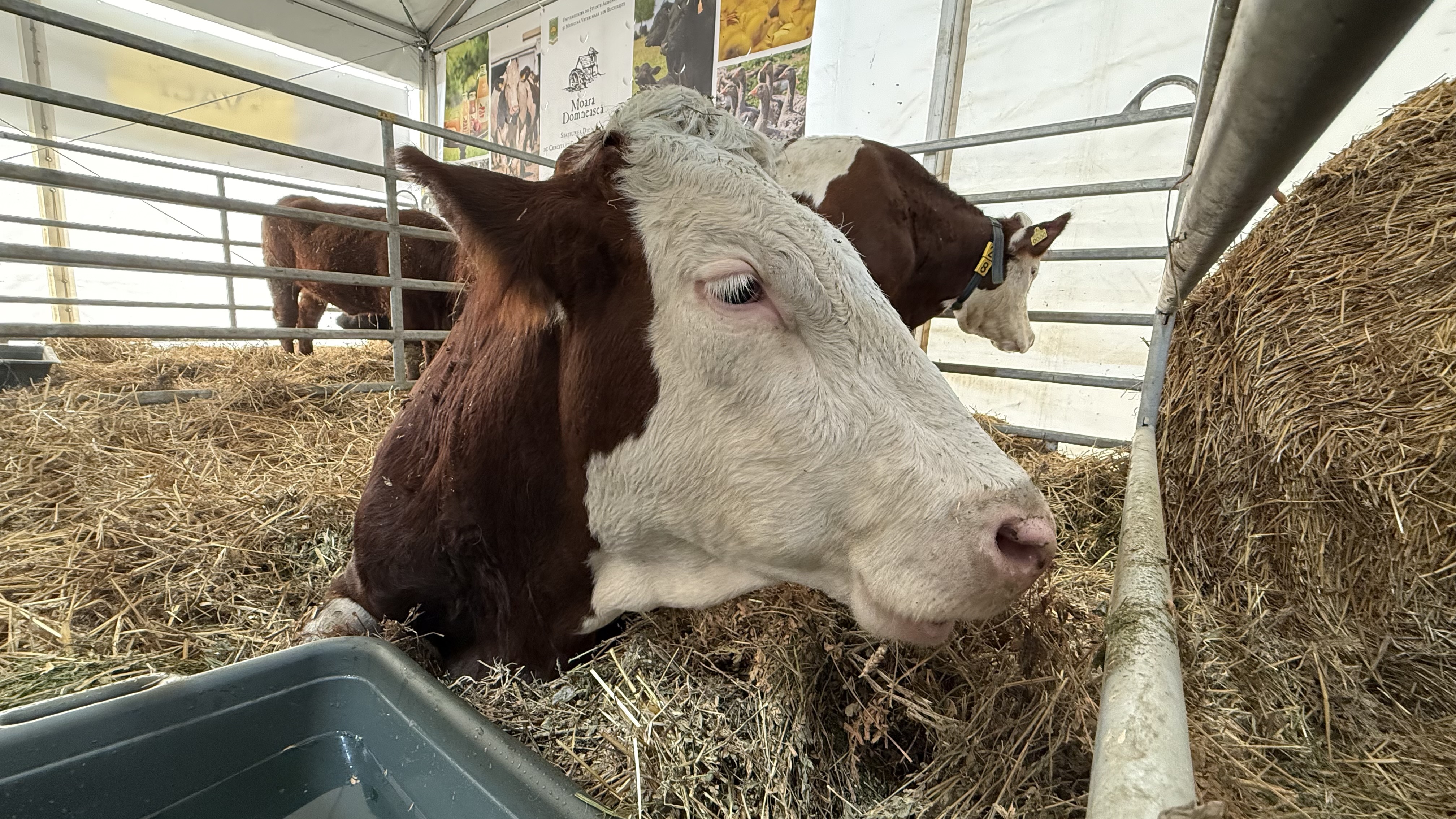 „Vaca mea produce peste 50 de litri pe zi. O iubim ca pe un membru al familiei”. Cum arată o zi de weekend la Indagra, cel mai mare eveniment agricol din România