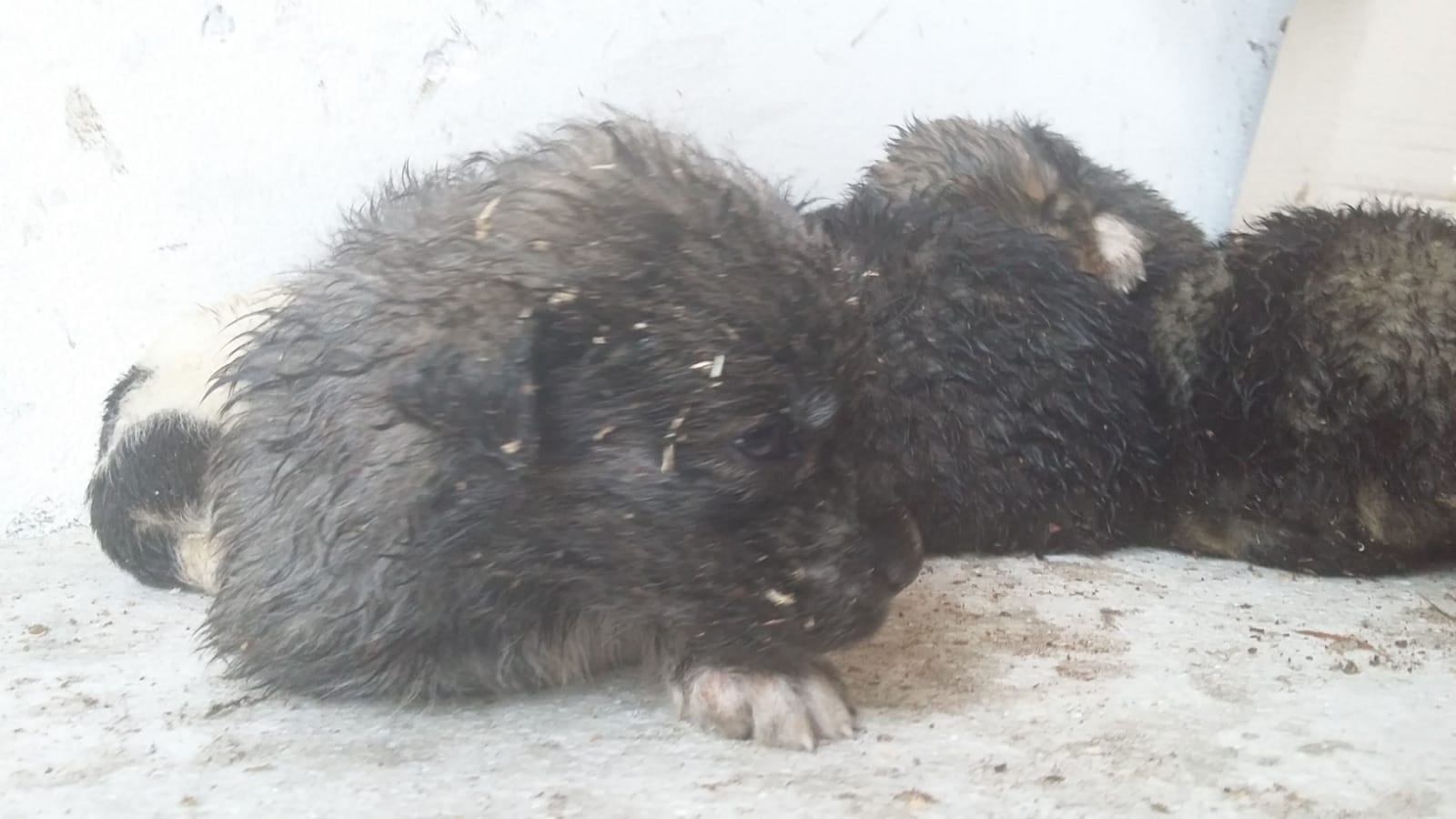IMAGINI EMOȚIONANTE | Căței îngropați în zăpadă, salvați de jandarmii montani din Gorj. Cum a reacționat mama cățelușilor