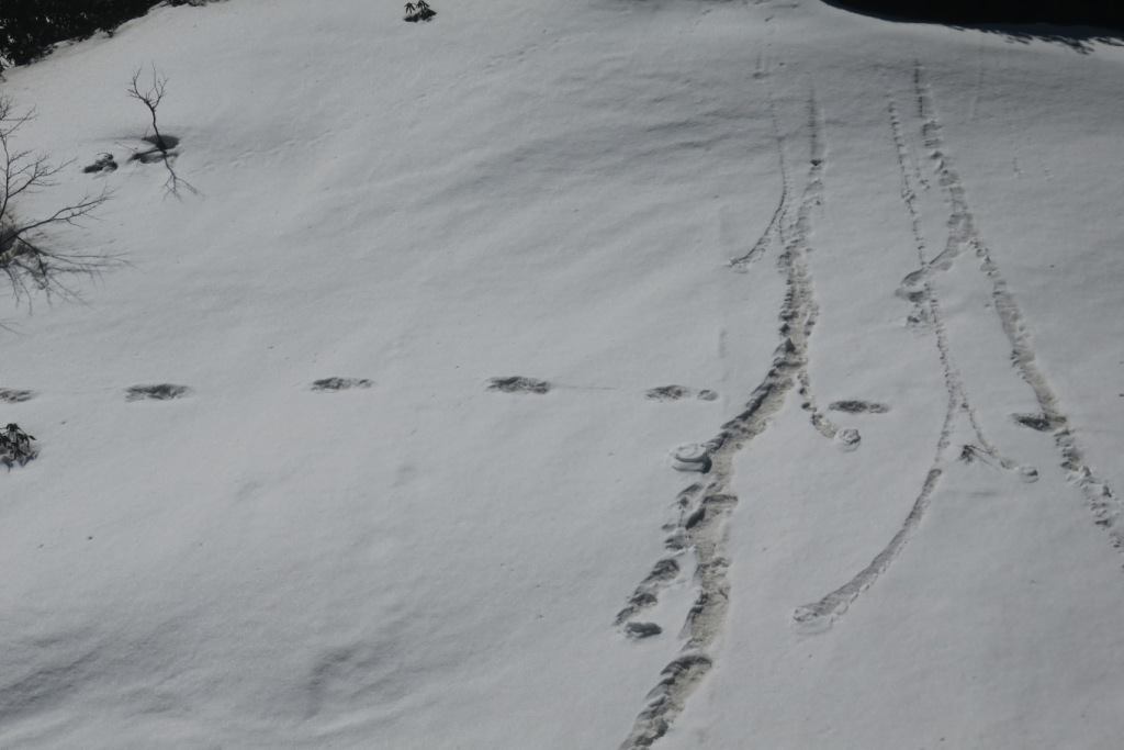 Urme de Yeti, descoperite în Nepal. Anunțul făcut militarii indieni / FOTO