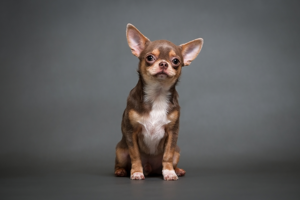 Chihuahua - Personalitate și caracteristici. Cum se dresează cel mai mic câine din lume