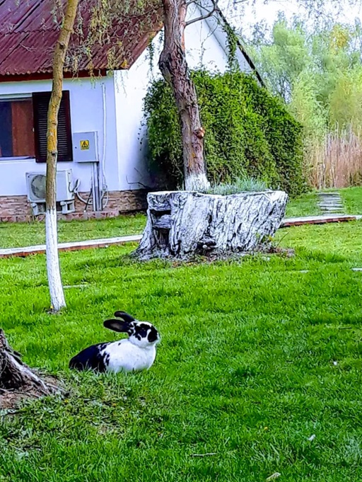 Cum arată insula privată cu resort de lux din Delta Dunării care a fost scoasă la vânzare cu o reducere de 54%. Cât costă întreaga proprietate