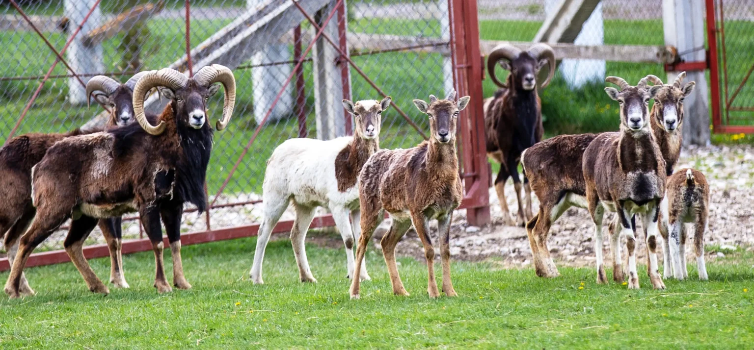 Viața la ferma de zimbri din Vama Buzăului. Animalele sunt îngrijite într-o rezervație de 90 de hectare, aflată la poalele Munților Ciucaș