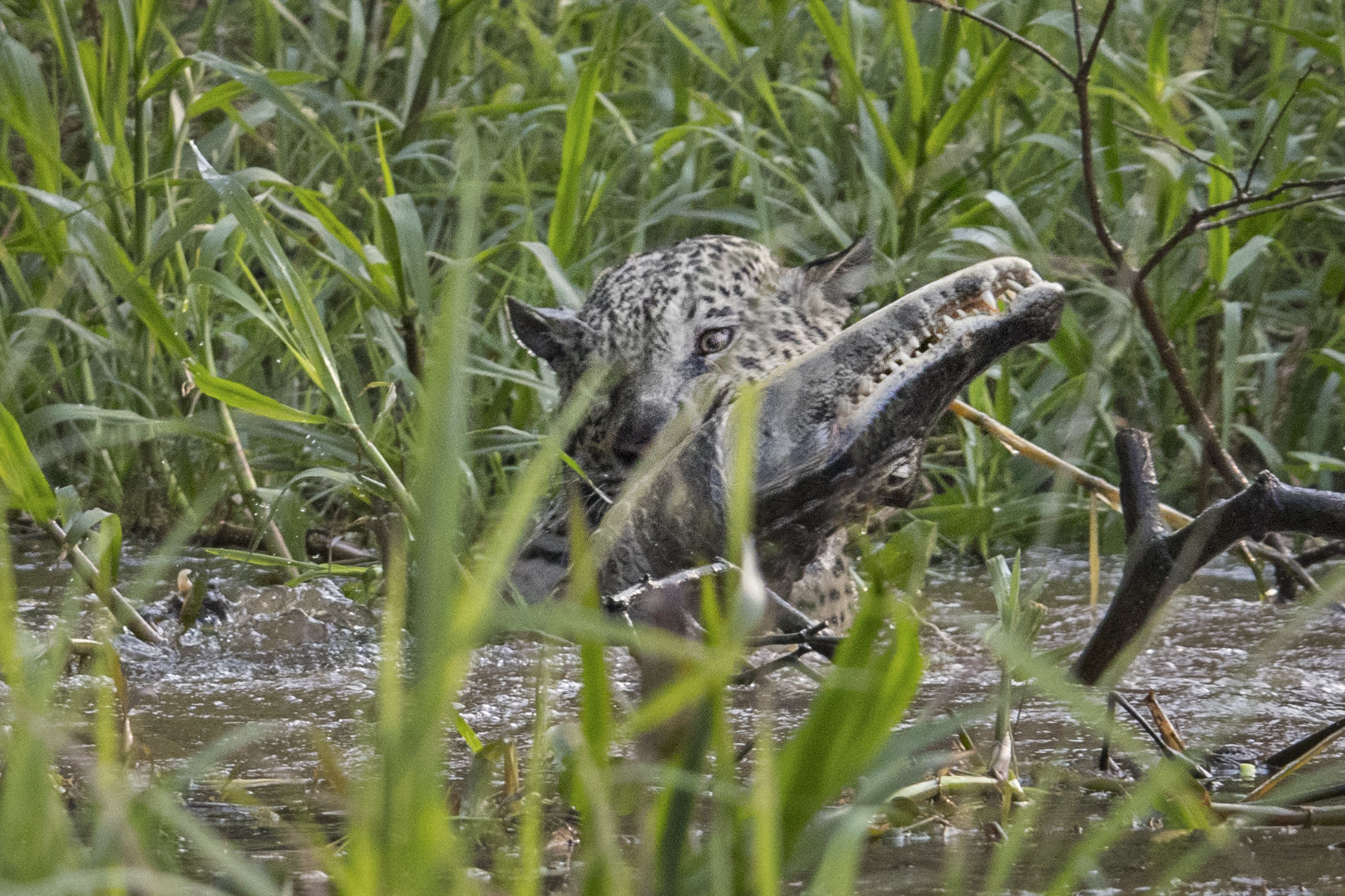 Imagini incredibile cu lupta dintre un jaguar și un crocodil! Felina a sărit în apă și a atacat