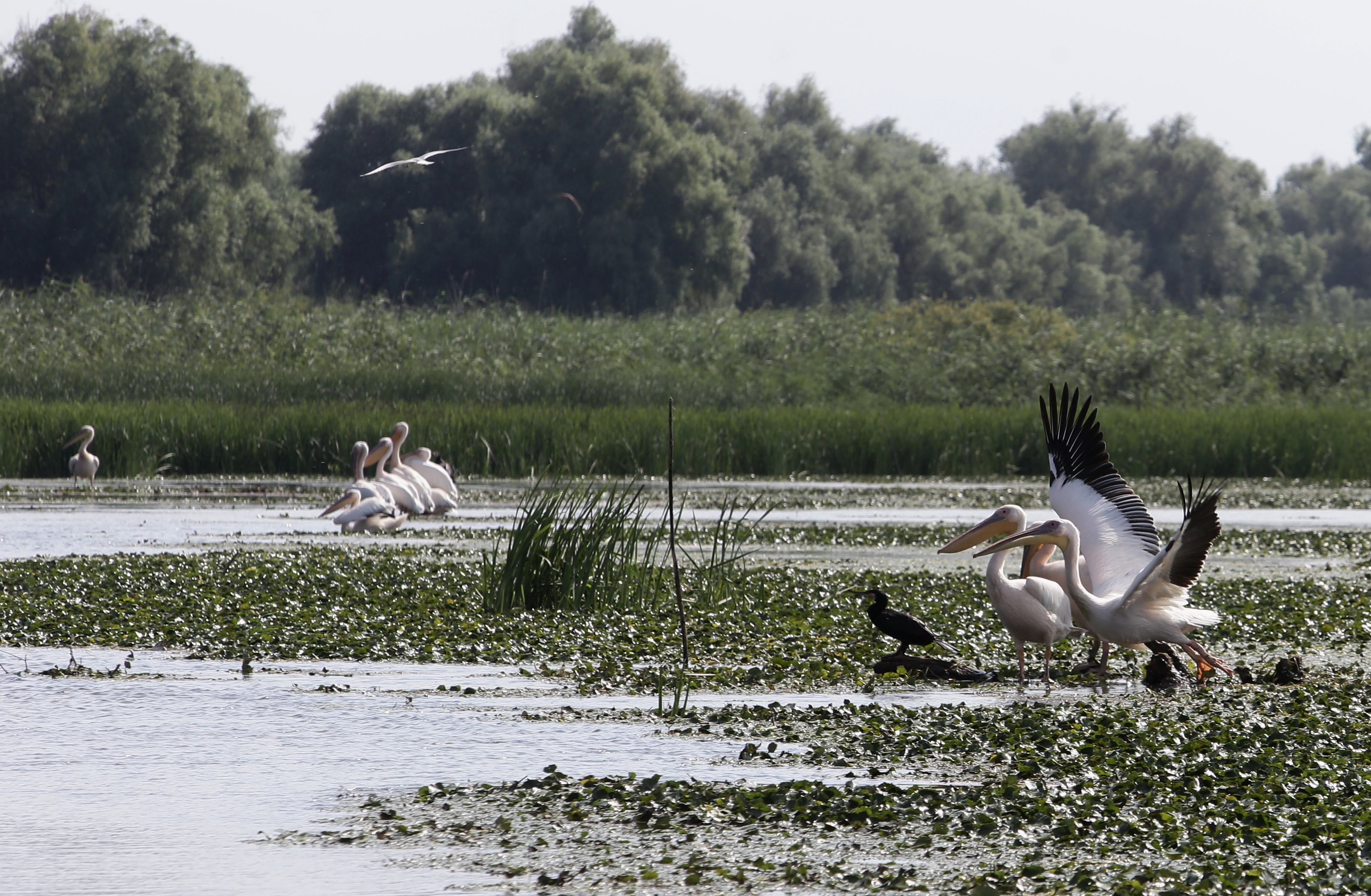 FOTOREPORTAJ/ Prin Delta Dunării, în căutarea sălbăticiei