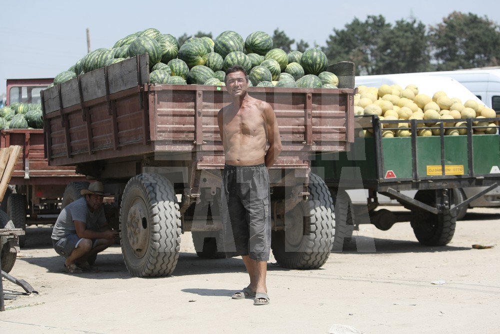 VIDEO EXCLUSIV / Drumul pepenilor de Dăbuleni. Prețurile cresc de 10 ori! Profitul se duce la samsari, iar fermierii rămân cu mirosul