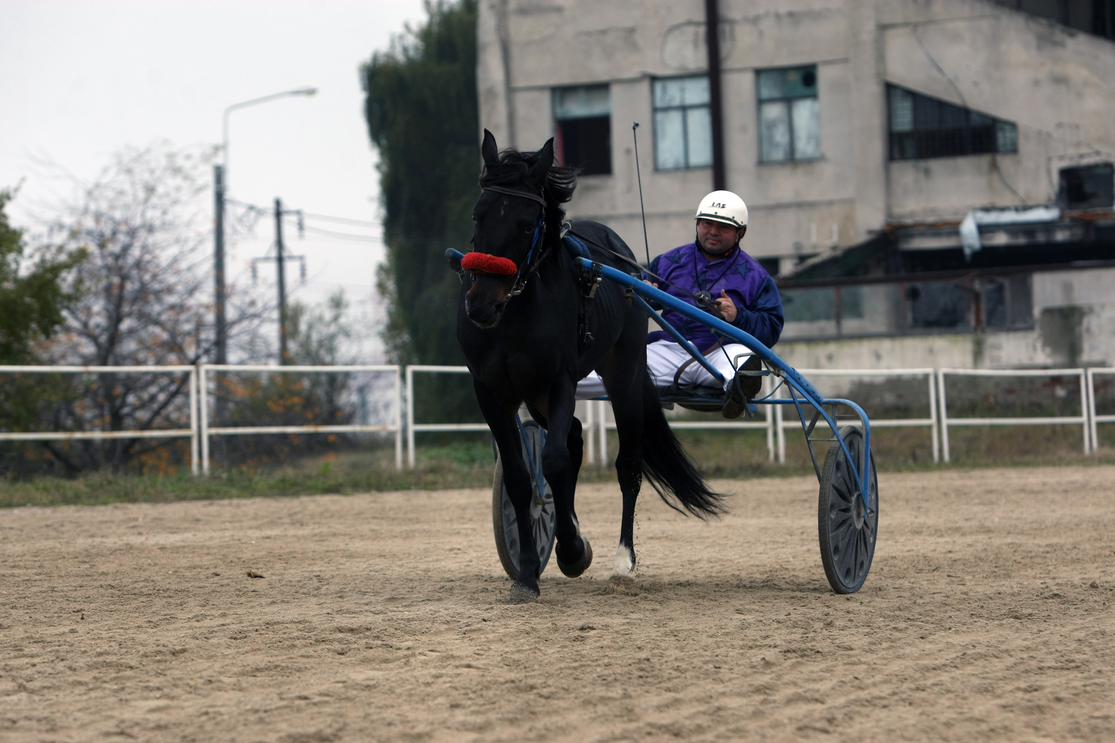Povestea celui mai rapid cal trăpaș de trei ani: ^”Sunt în tratative să-l vând pe 5.000 de euro!”