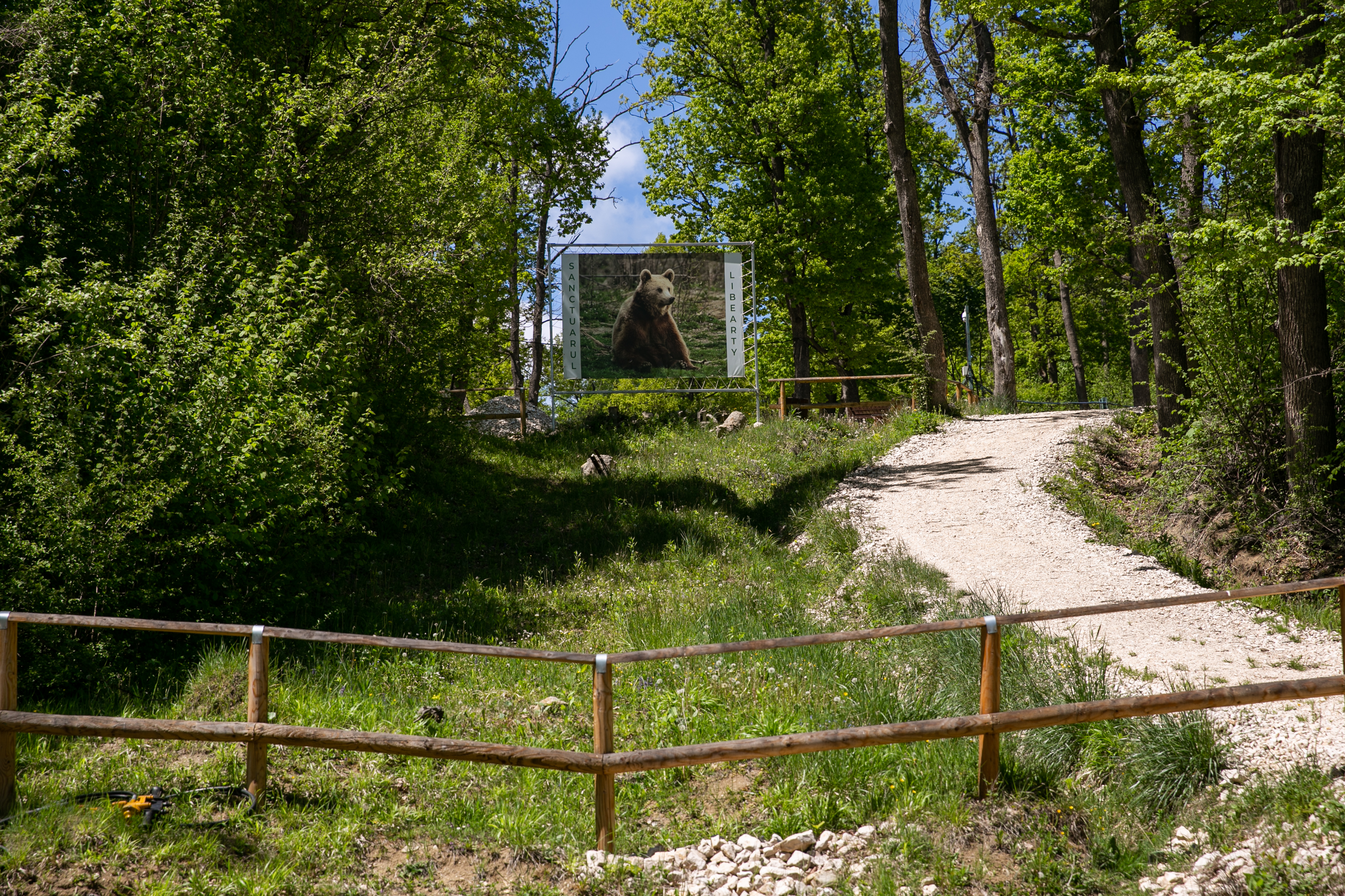 Sanctuarul de la Zărnești, fără vizitatori și fără donații în vremea pandemiei. Urșii cu povești triste au traume și ticuri de copii orfani