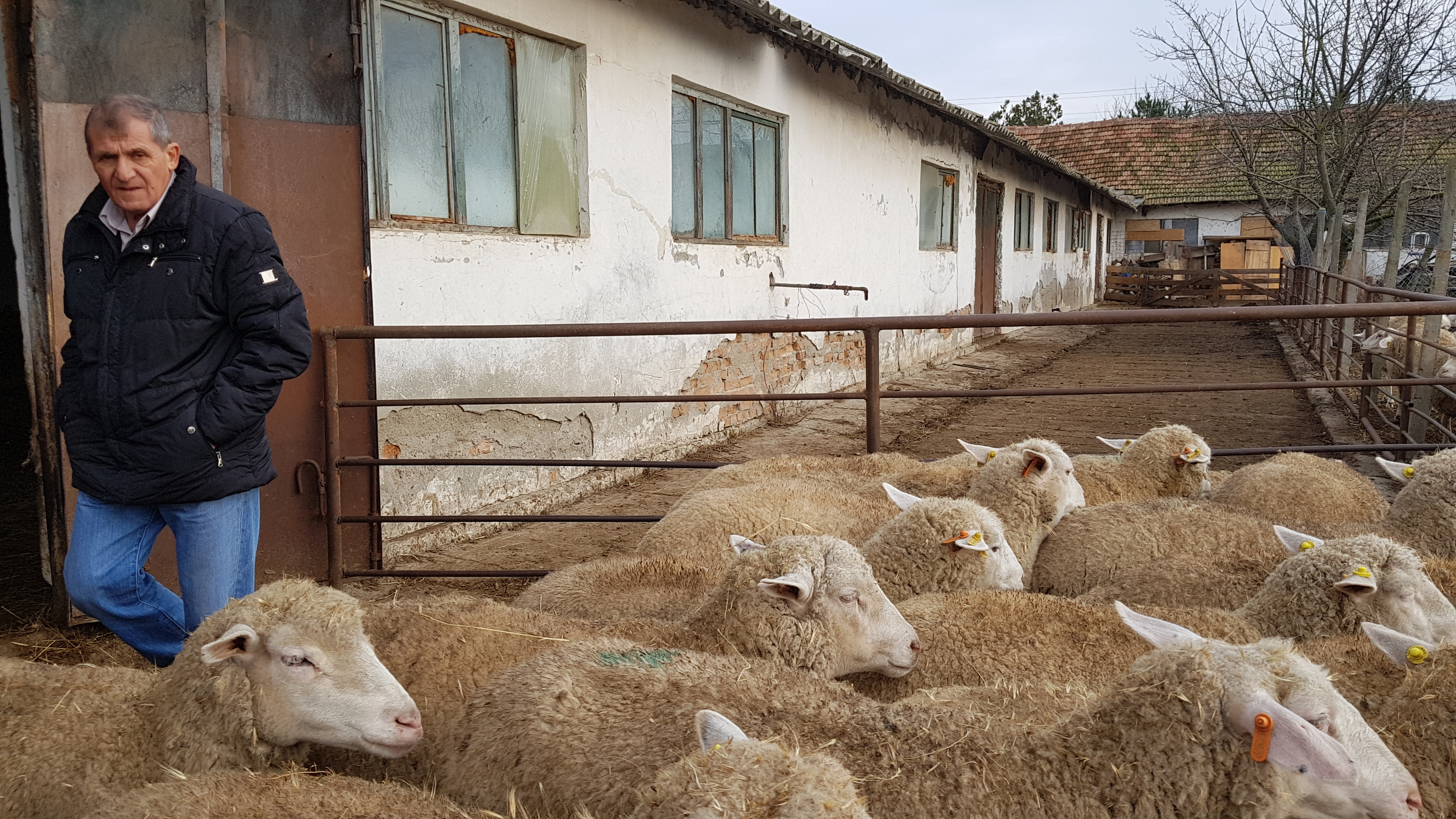 VIDEO/ Miorița s-a născut la malul mării. Cum arată oaia Prolific, creată la Institutul de la Palas