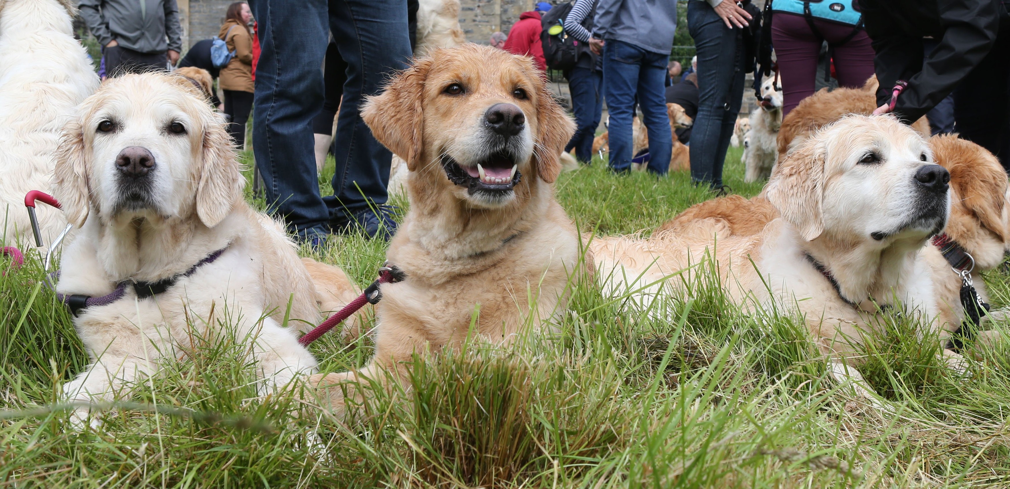 488 de câini Golden Retriever s-au întâlnit în Scoția. Au fost aduși din 12 țări pentru un eveniment special